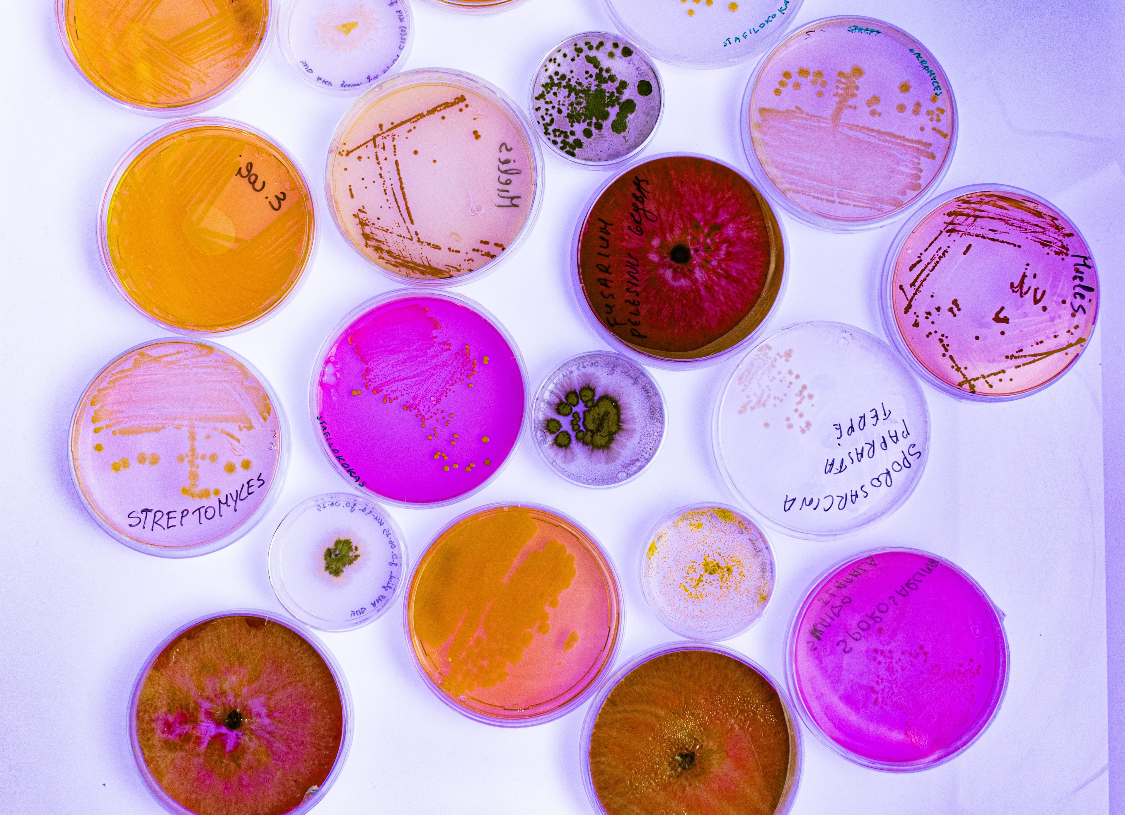 B_GMC_Mikrobiologija_II.jpg